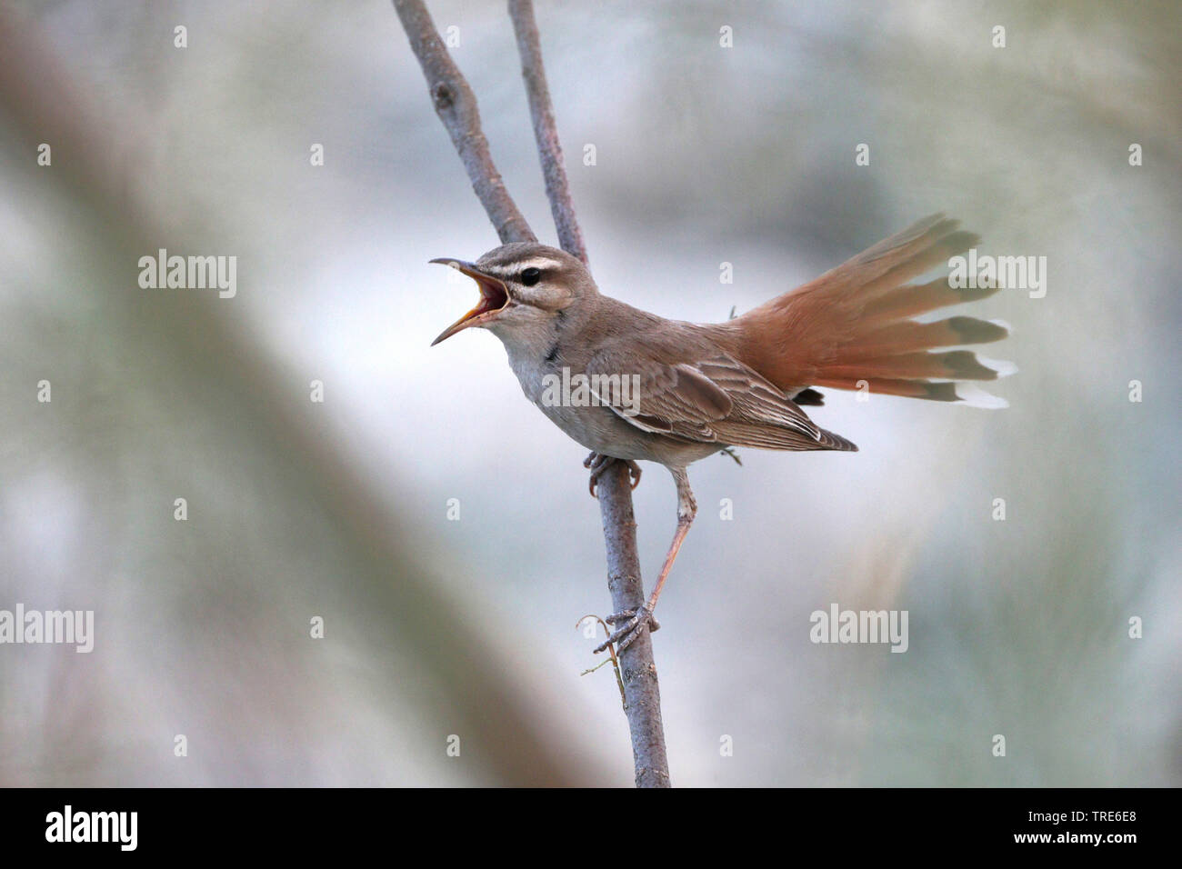 rufous scrub robin, rufous-tailed scrub robin, rufous warbler (Agrobates galactotes familiaris, Cercotrichas galactotes familiaris), singing male, Iran, Ahwaz Stock Photo
