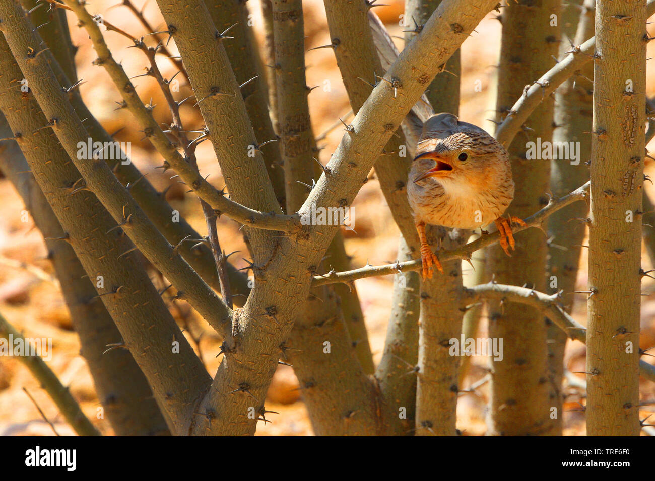 Afghan Babbler, Afghaanse Babbelaar (Argya huttoni salvadorii), singing, Iran, Alborz Mountains Stock Photo