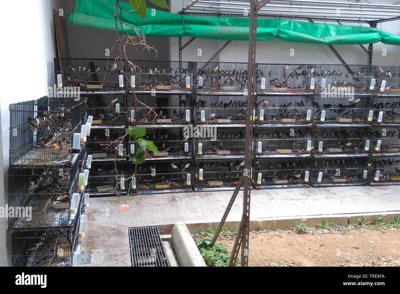 Pet bird shops full with illegal caught birds, Singapore Stock Photo