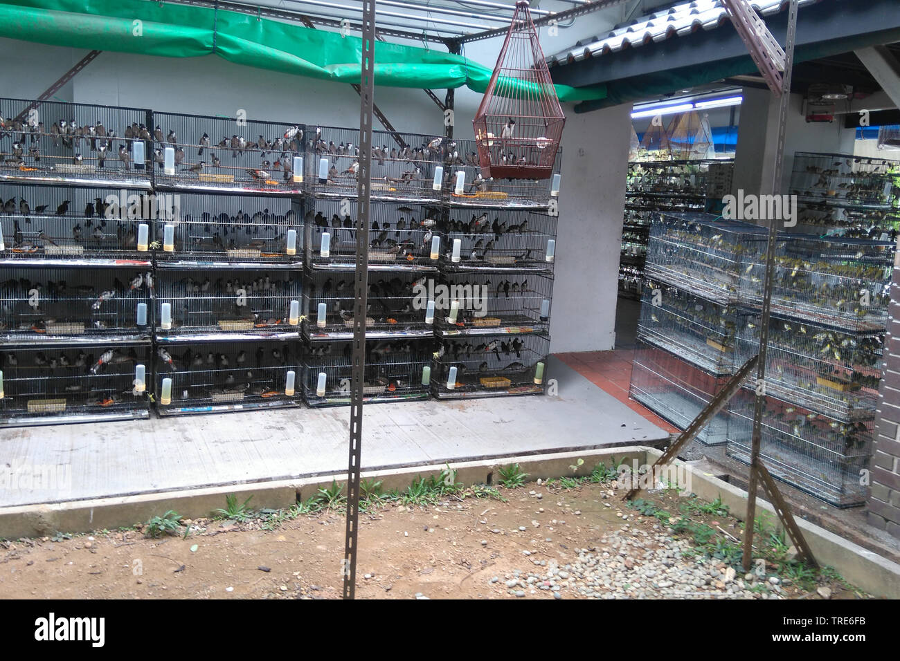 Pet bird shops full with illegal caught birds, Singapore Stock Photo