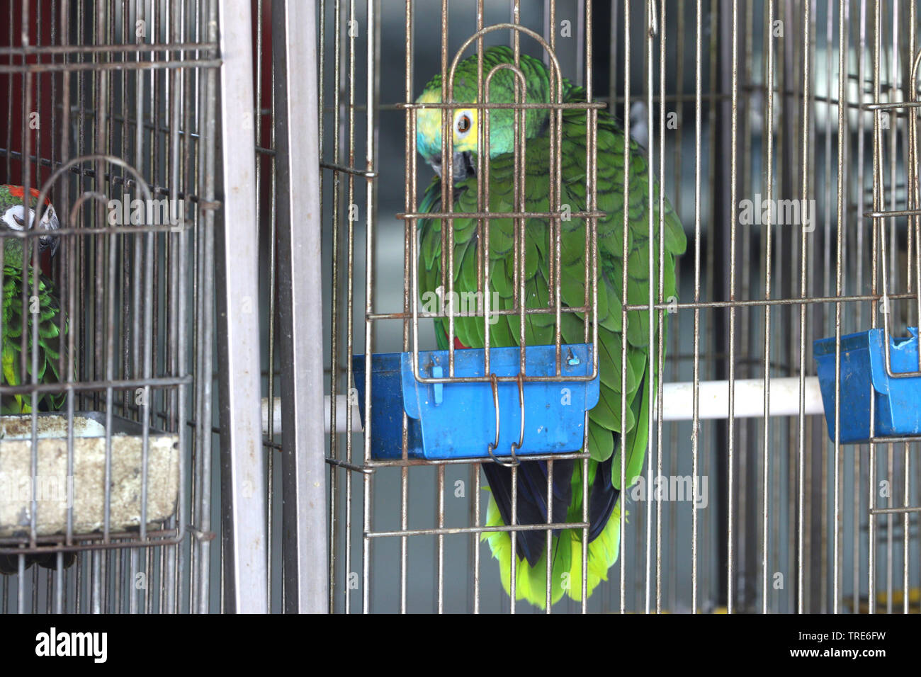 Pet bird shops full with illegal caught birds, Singapore Stock Photo