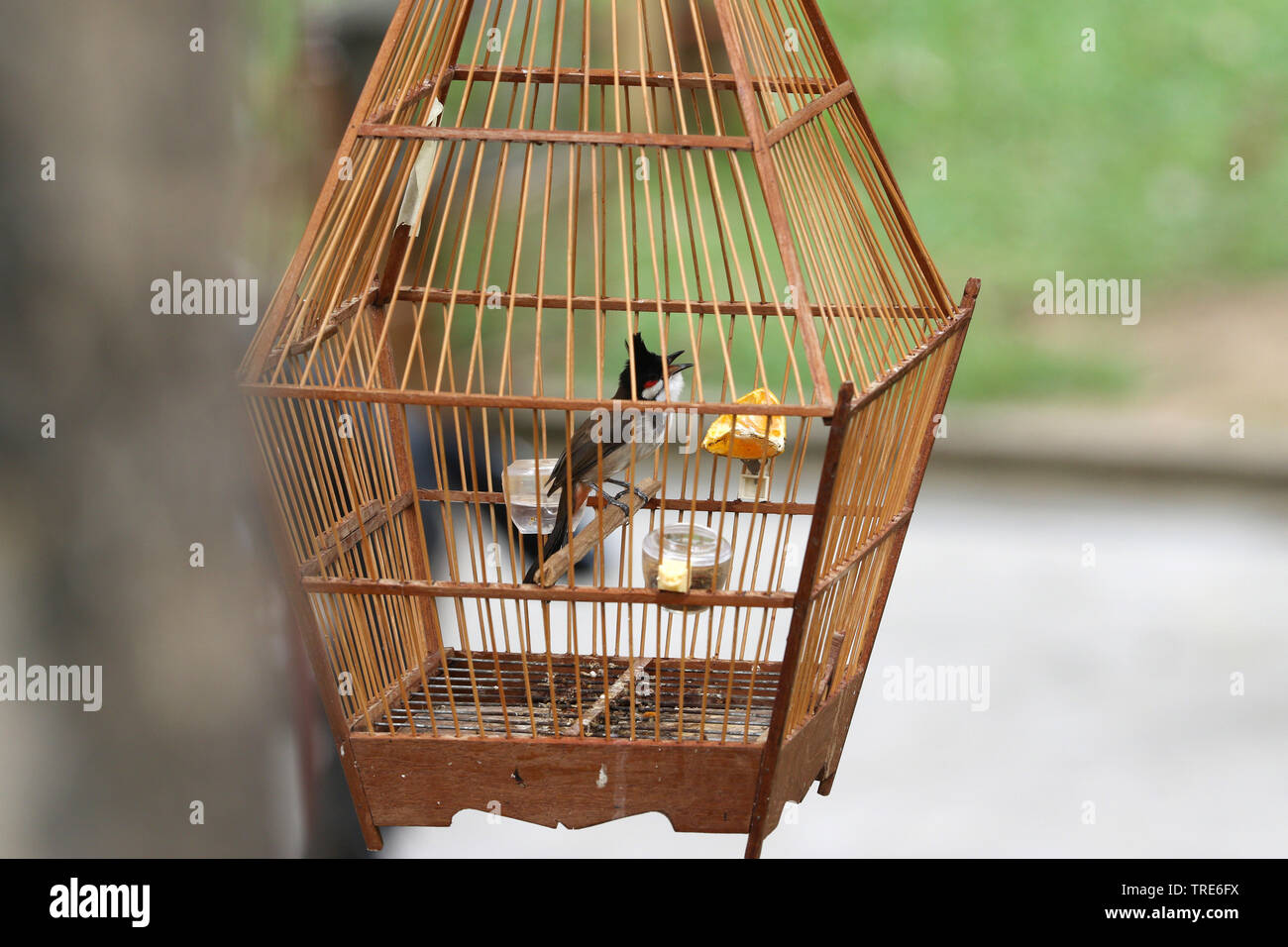 Pet bird shops full with illegal caught birds, Singapore Stock Photo