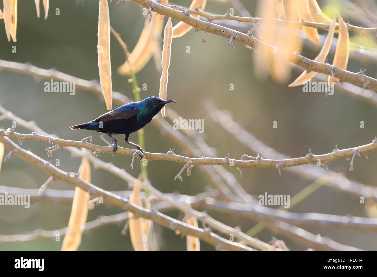 Purple Sunbird, Cinnyris asiaticus (Cinnyris asiaticus), sitting on a branch, Iran, Bandar Abbas Stock Photo