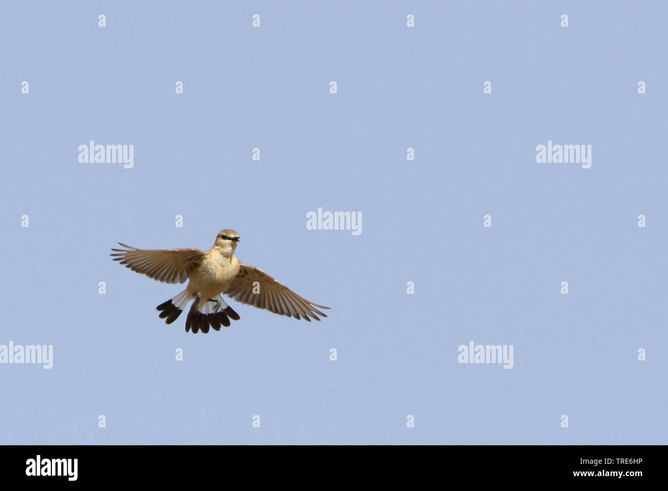 isabelline wheatear (Oenanthe isabellina), in courtship flight, Mongolia, Khukh Lake Stock Photo