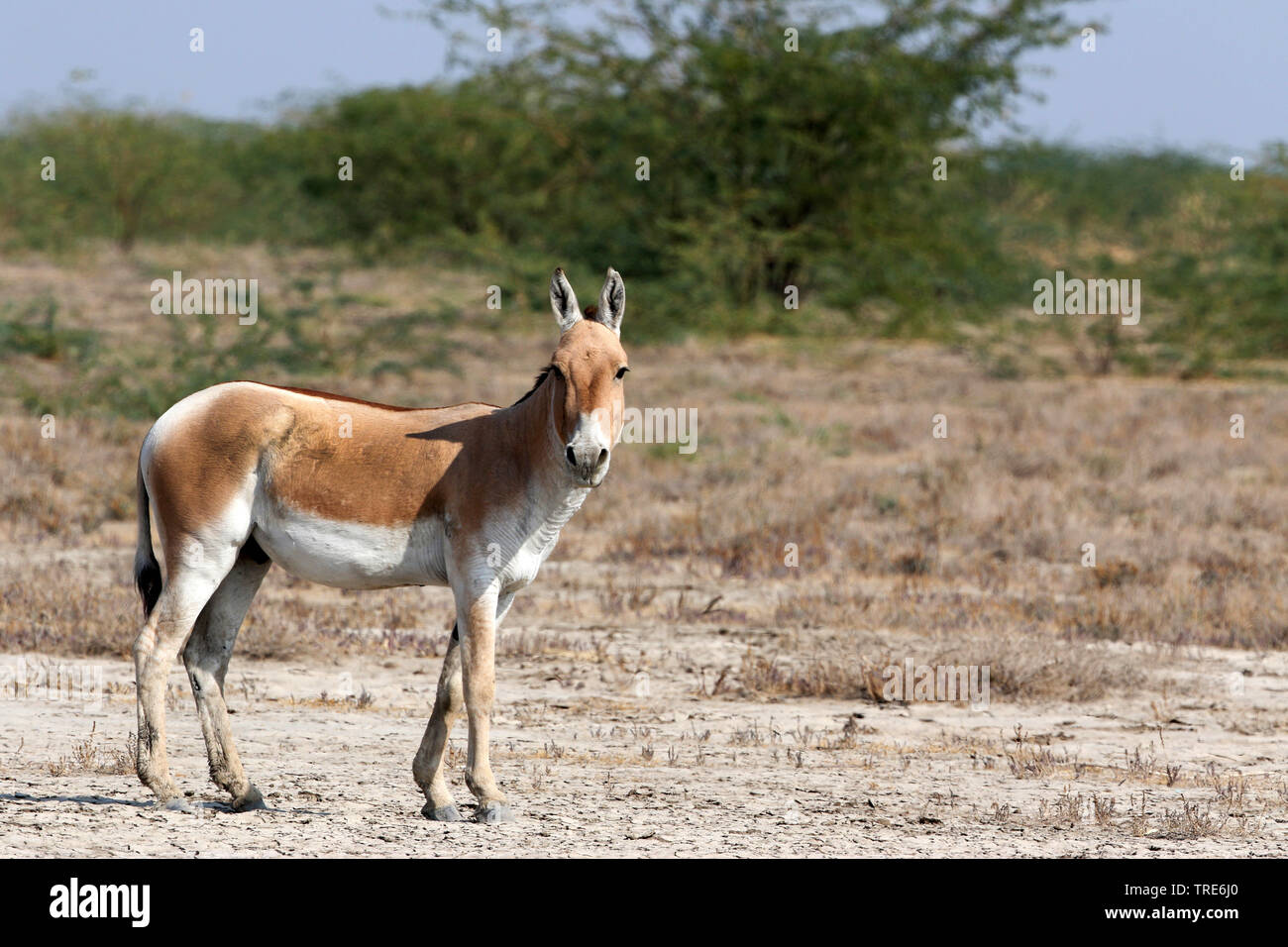 Kulan, Khur, Onager, Dziggetai (Equus hemionus), standing, India, Little Rann of Kutch Stock Photo