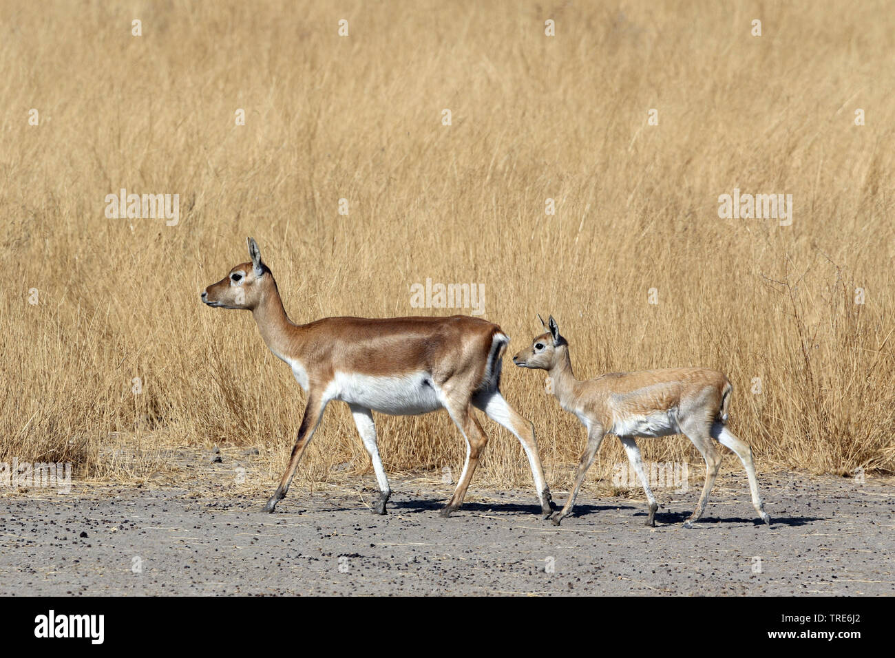 blackbuck (Antilope cervicapra), female with young walking through savanna, India, Tal Chhapar Stock Photo