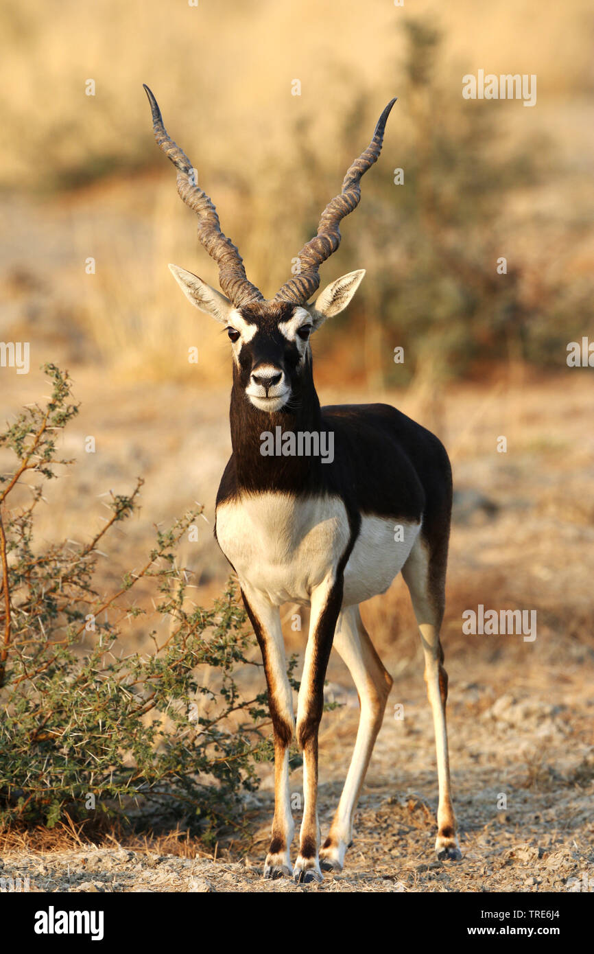 blackbuck (Antilope cervicapra), buck standing in savanna, India, Tal Chhapar Stock Photo