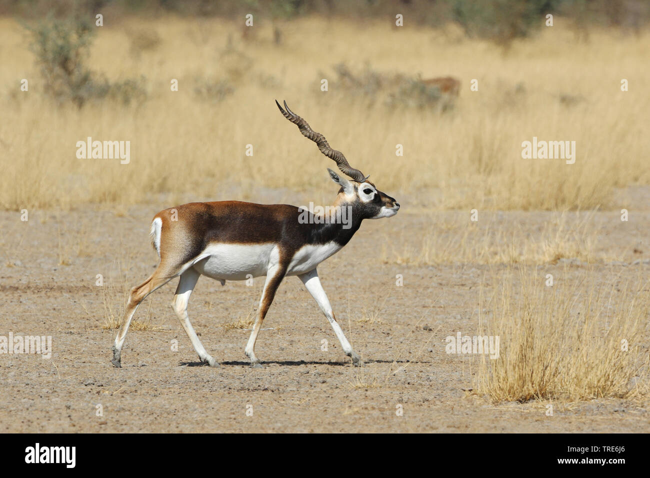 blackbuck (Antilope cervicapra), buck walking through savanna, India, Tal Chhapar Stock Photo