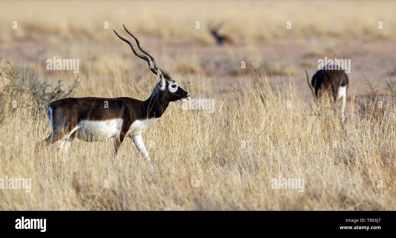 blackbuck (Antilope cervicapra), buck walking through dried savanna, India, Tal Chhapar Stock Photo