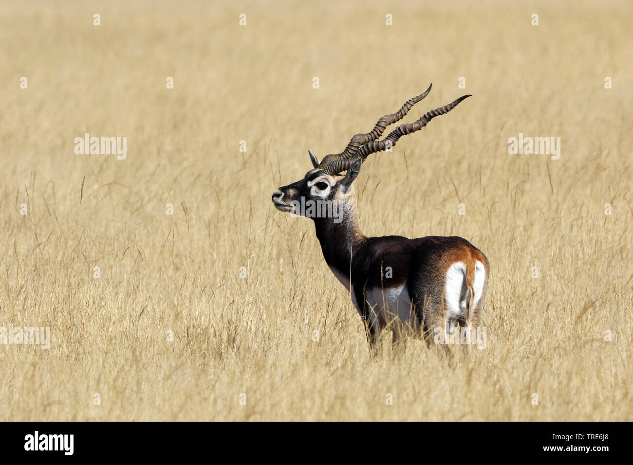 blackbuck (Antilope cervicapra), buck standing in savanna, India, Tal Chhapar Stock Photo