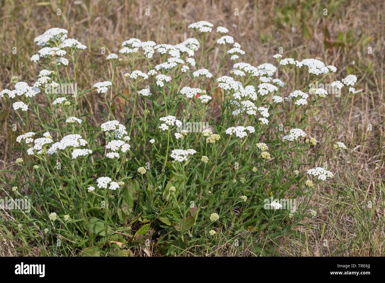 Yarrow, Common yarrow (Achillea millefolium), blooming, Germany Stock Photo