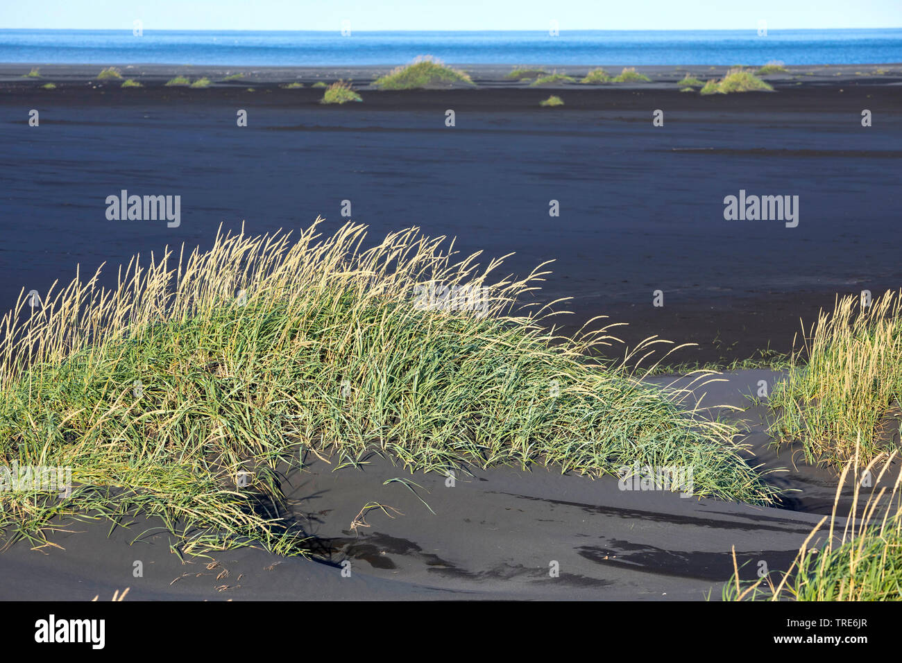 blue lyme grass, sand ryegrass, sea lyme grass, lyme grass (Elymus arenarius, Leymus arenarius), on the beach, Iceland Stock Photo