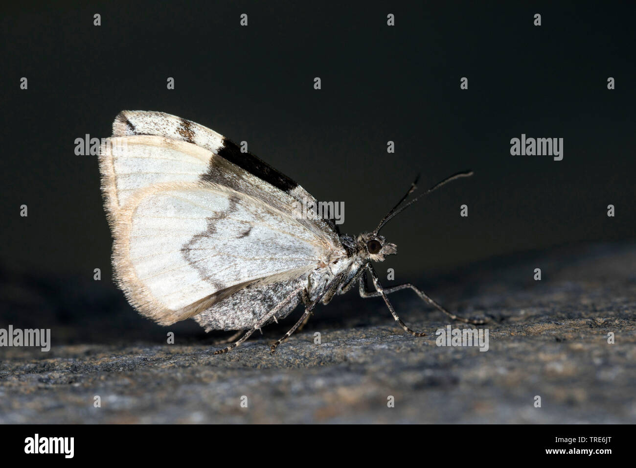 Dark marbled carpet hires stock photography and images Alamy
