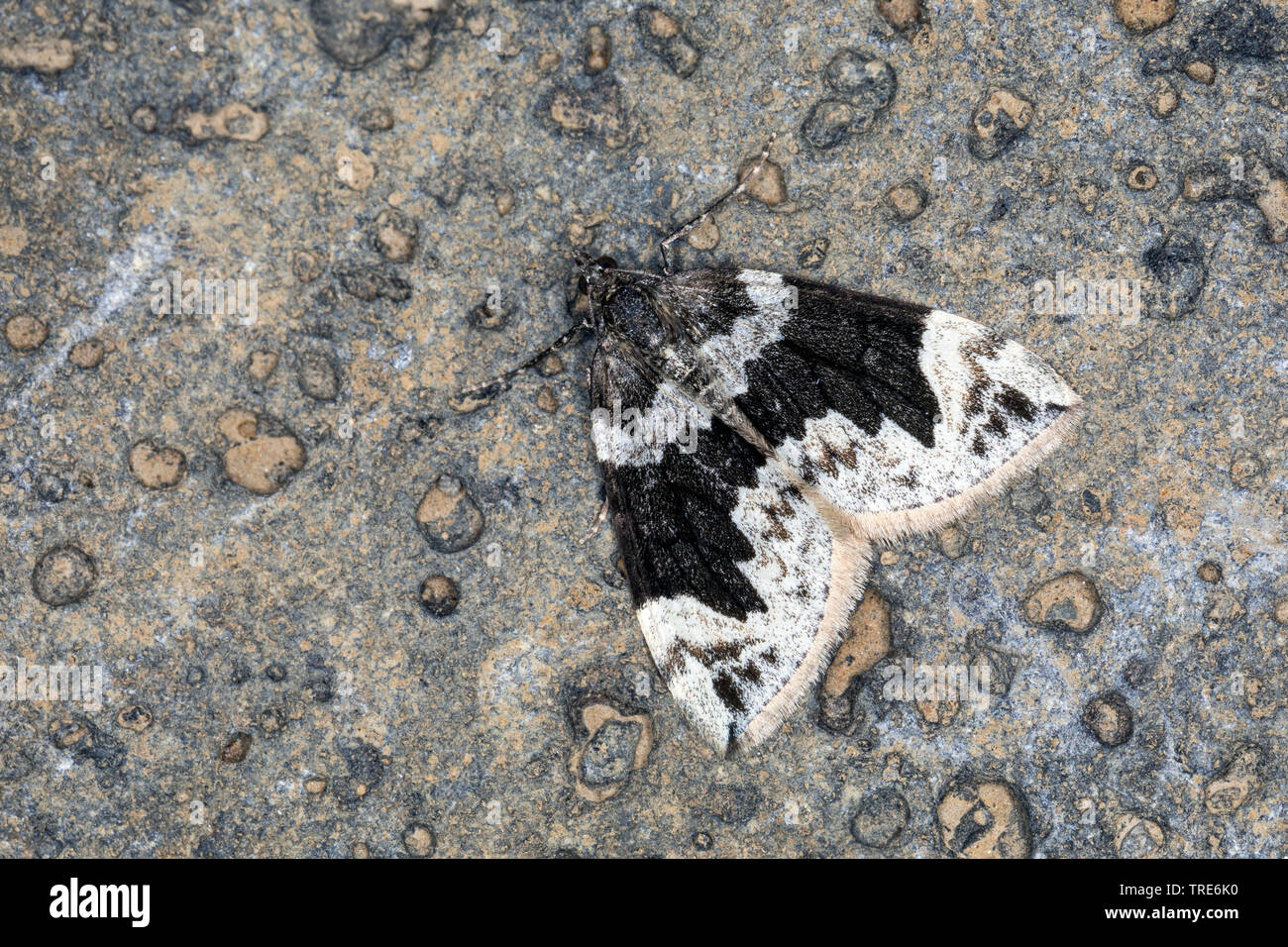 dark marbled carpet, northern marbled carpet (Dysstroma citrata