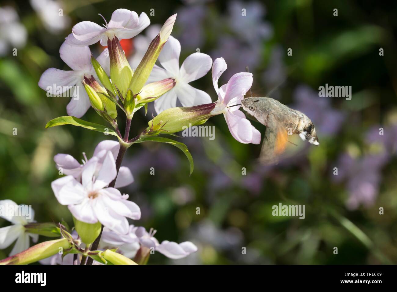 Hummingbird hawkmoth (Macroglossum stellatarum), hovering in front of a flower of Saponaria officinalis, Germany Stock Photo