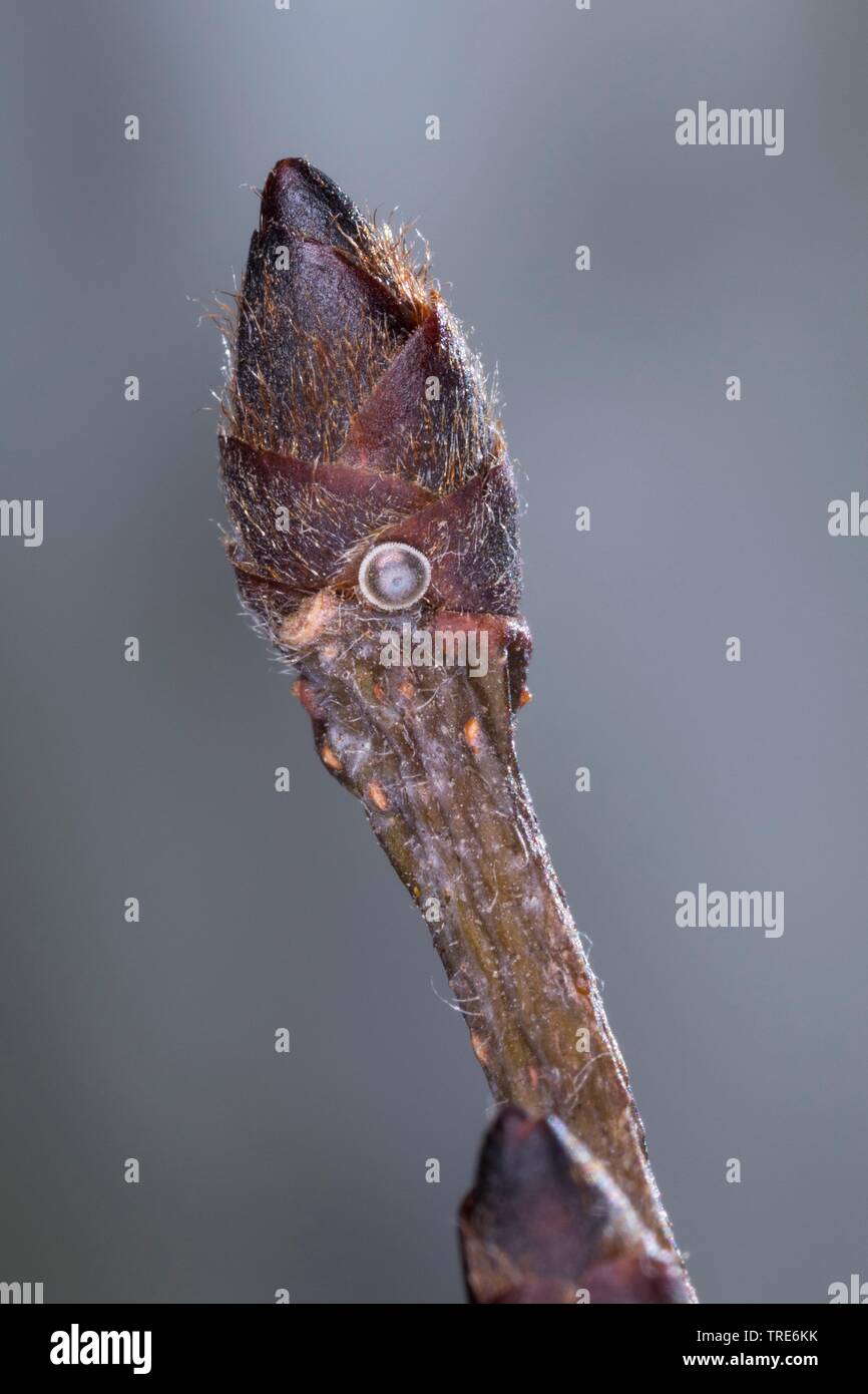 white-letter hairstreak (Satyrium w-album, Strymon w-album, Strymonidia w-album), butterfly egg on the bud of an elm, Germany Stock Photo