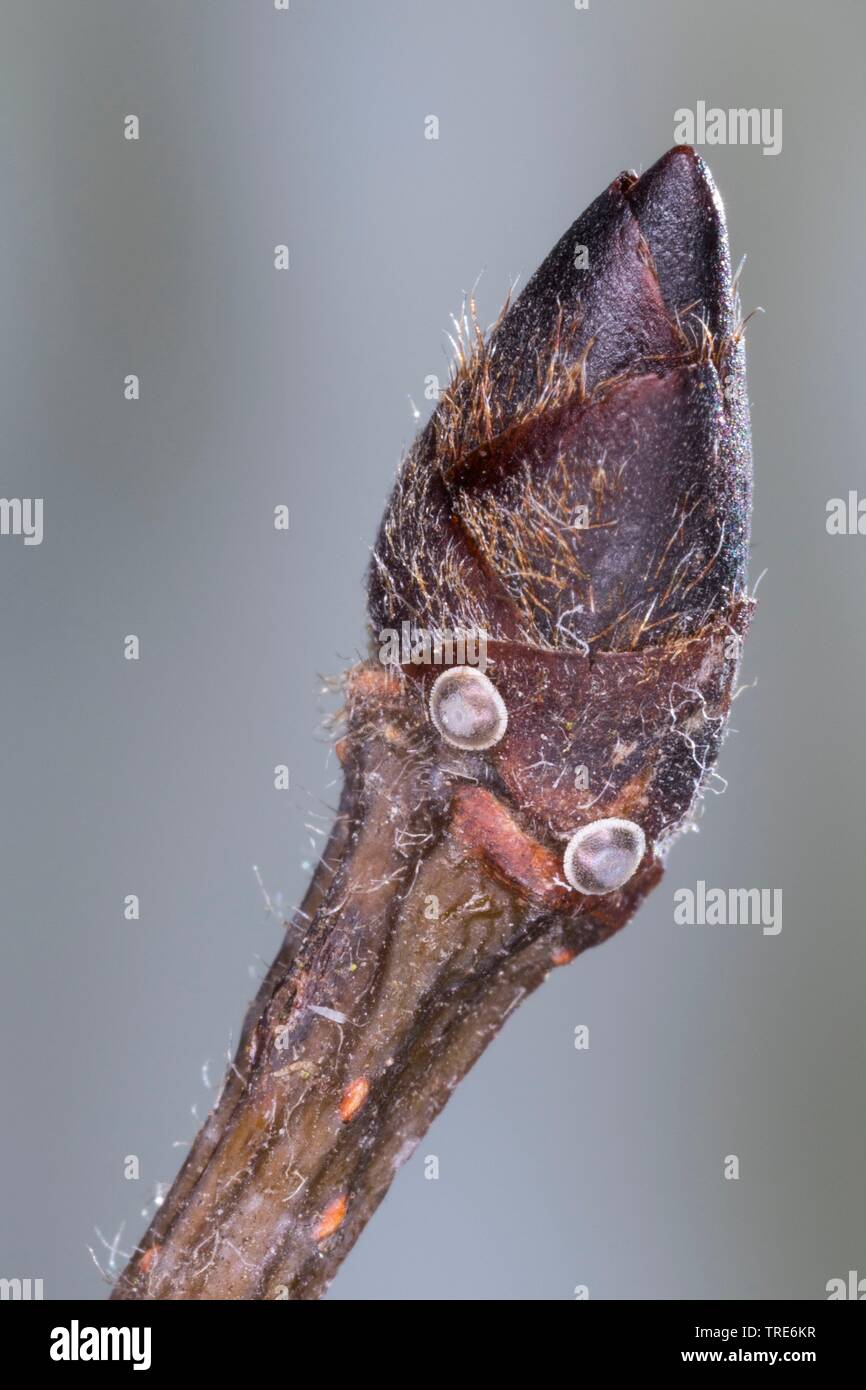 white-letter hairstreak (Satyrium w-album, Strymon w-album, Strymonidia w-album), butterfly eggs on the bud of an elm, Germany Stock Photo