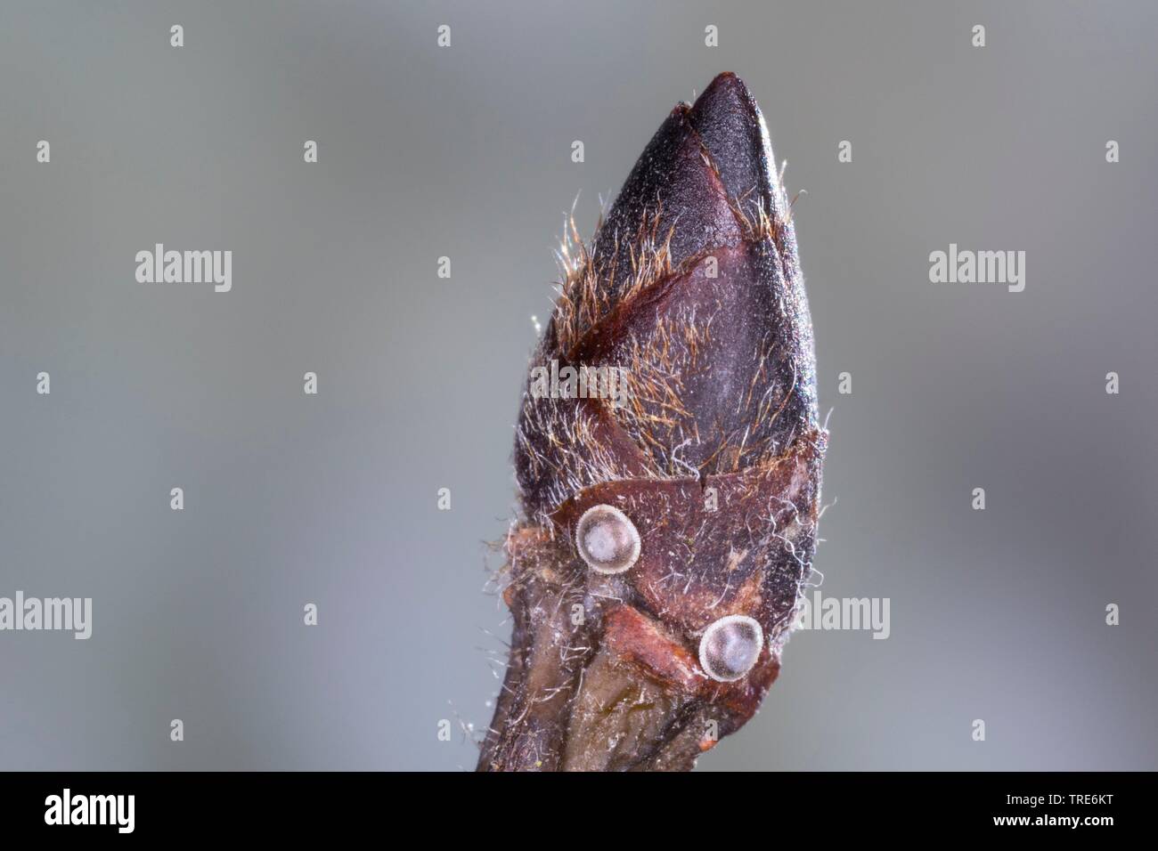 white-letter hairstreak (Satyrium w-album, Strymon w-album, Strymonidia w-album), butterfly eggs on the bud of an elm, Germany Stock Photo