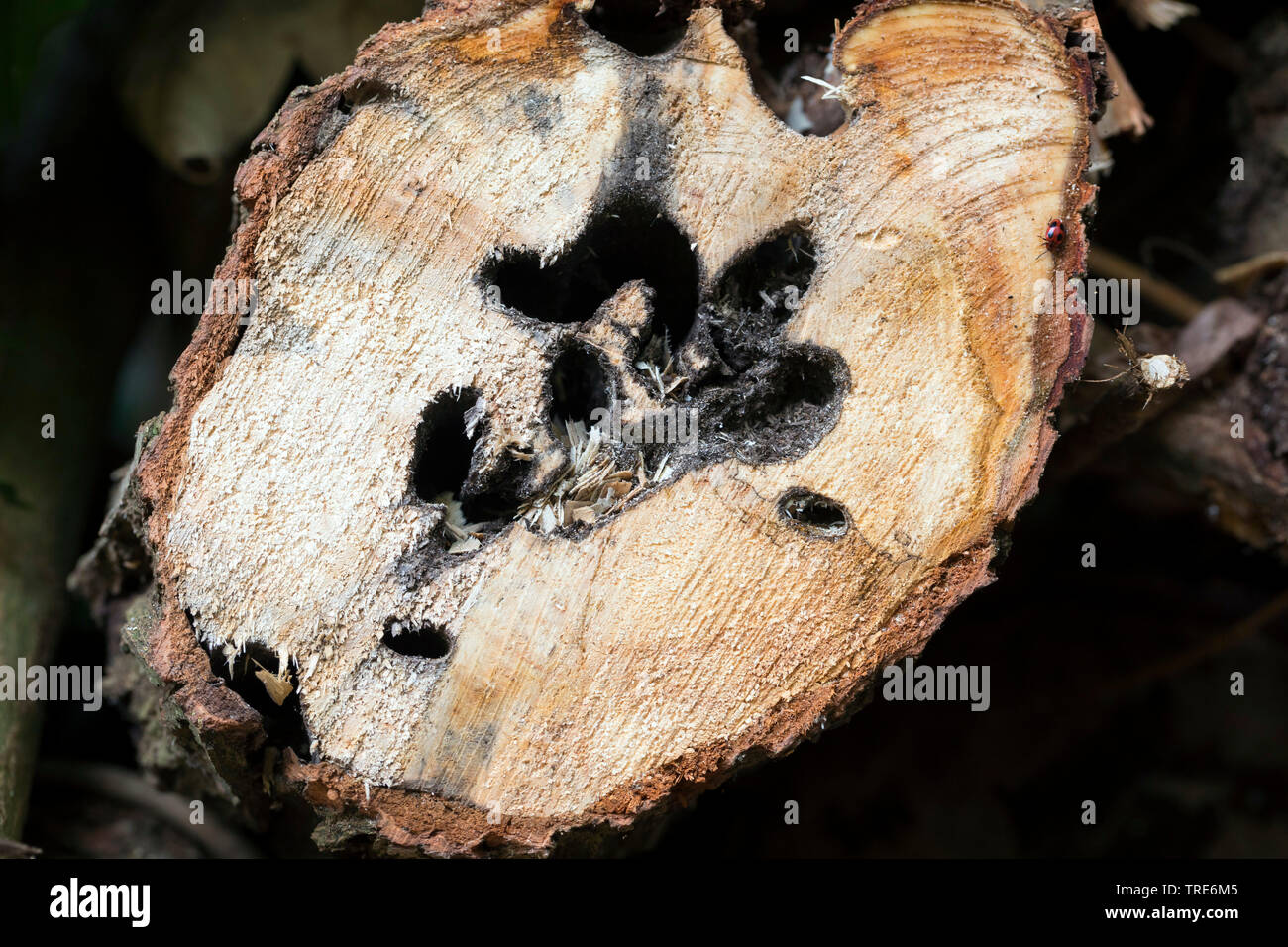 Goat Moth (Cossus cossus), burrow of the wood eating caterpillar in a willow log, Germany Stock Photo