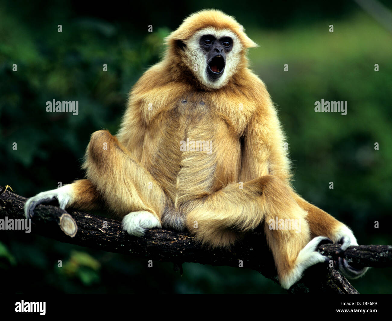 White Handed Gibbon Stock Photo by ©CelsoDiniz 7564891