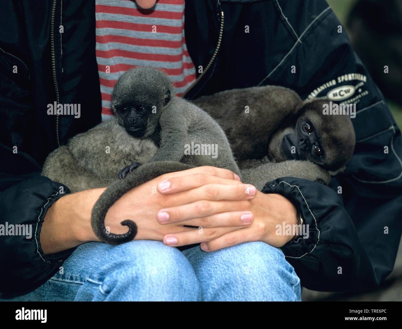 Common woolly monkey, Humboldt's woolly monkey, Brown woolly monkey (Lagothrix lagotricha), female and pup sitting on the lap of a human Stock Photo