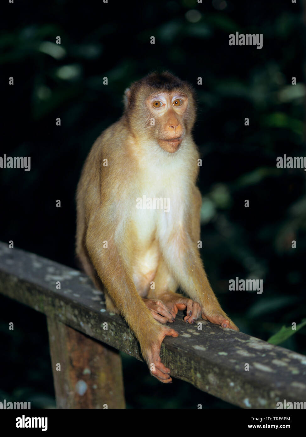 pigtail macaque (Macaca nemestrina), sits on a railing Stock Photo