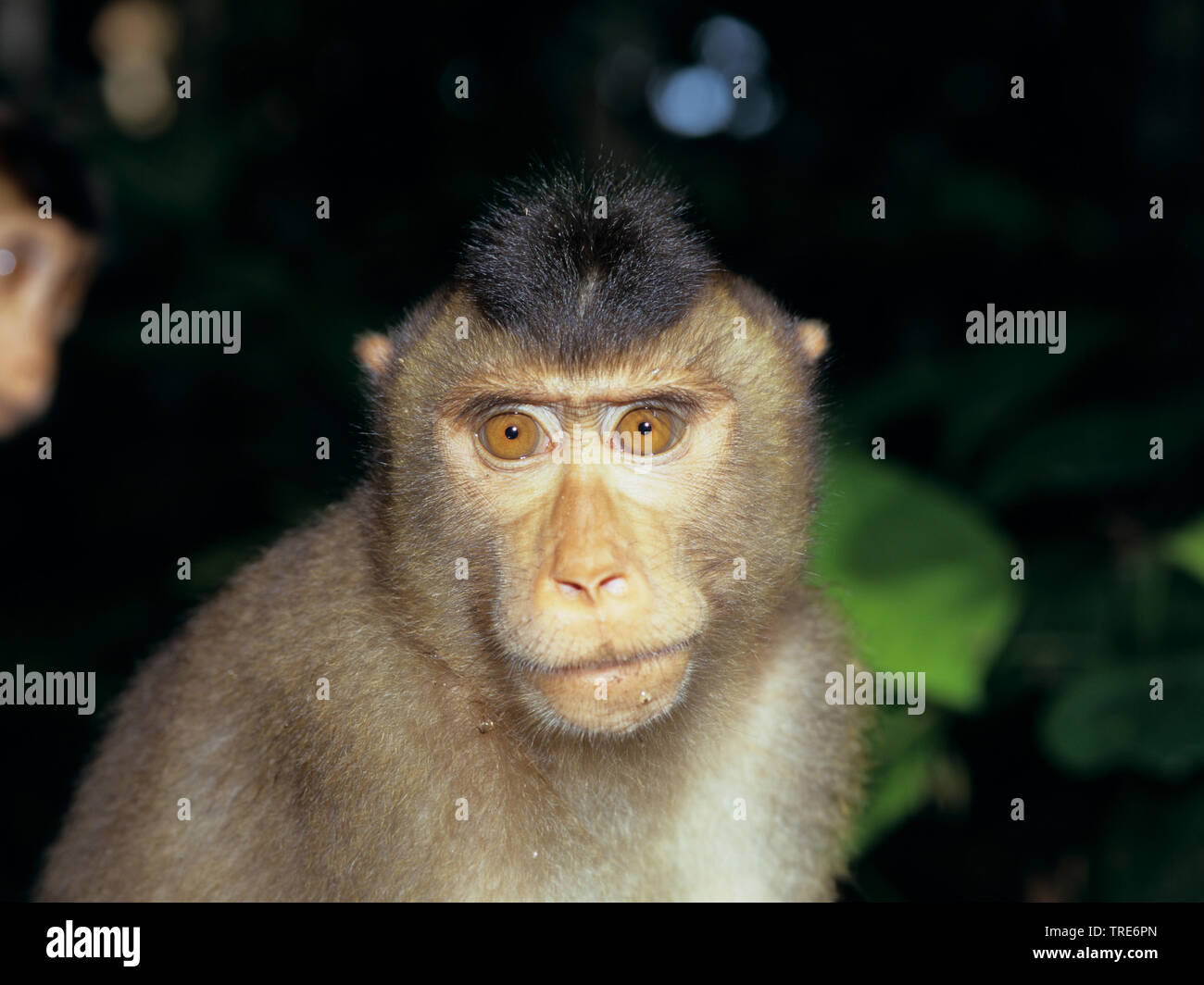pigtail macaque (Macaca nemestrina), portrait Stock Photo