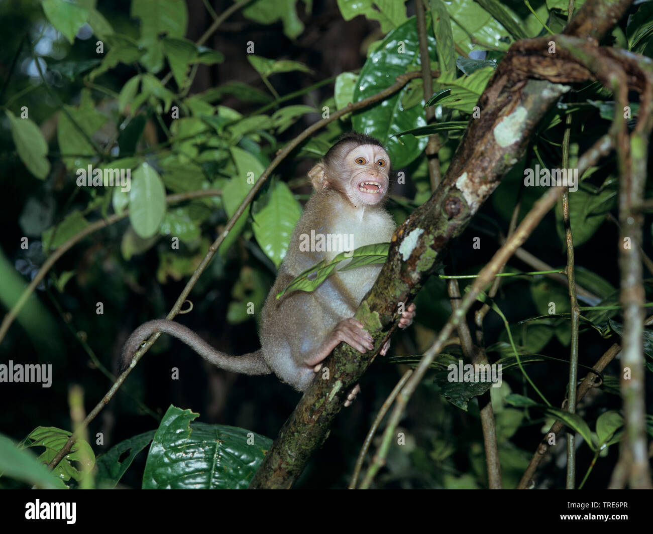 pigtail macaque (Macaca nemestrina), pup Stock Photo