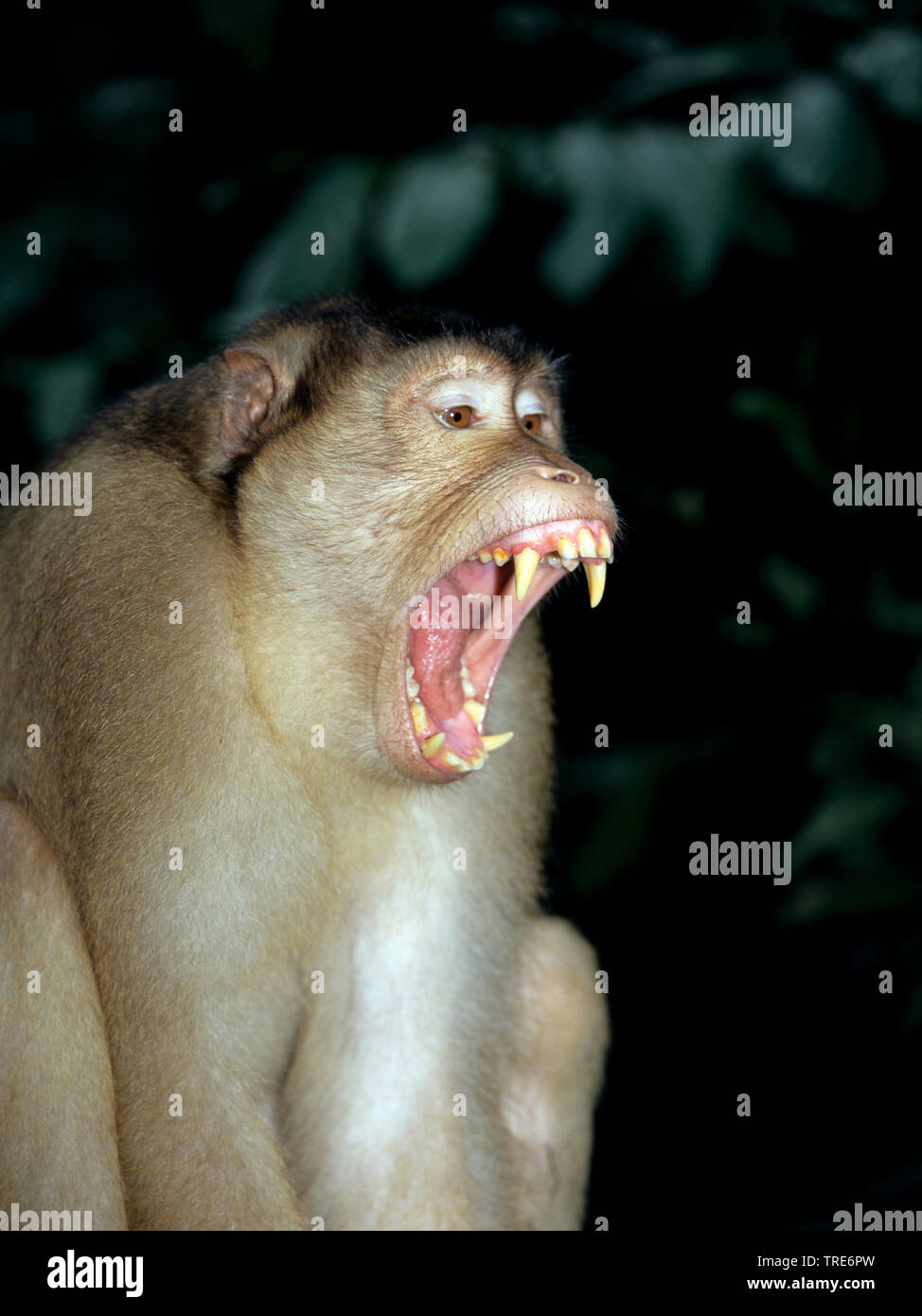 pigtail macaque (Macaca nemestrina), portrait, yelling Stock Photo