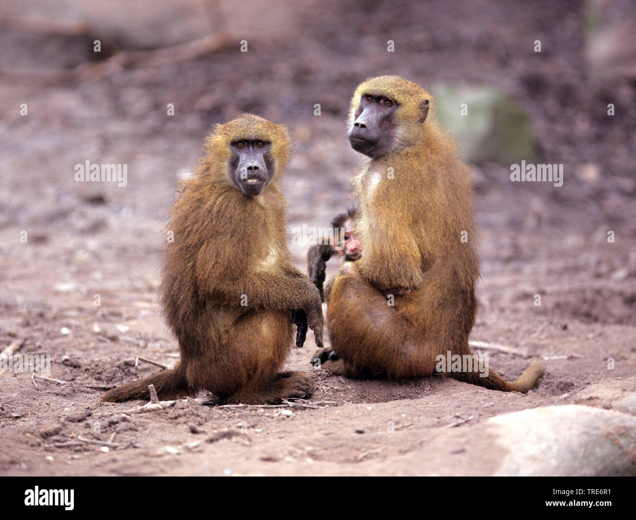 Guinean baboon, Western baboon (Papio papio), group with pup Stock Photo