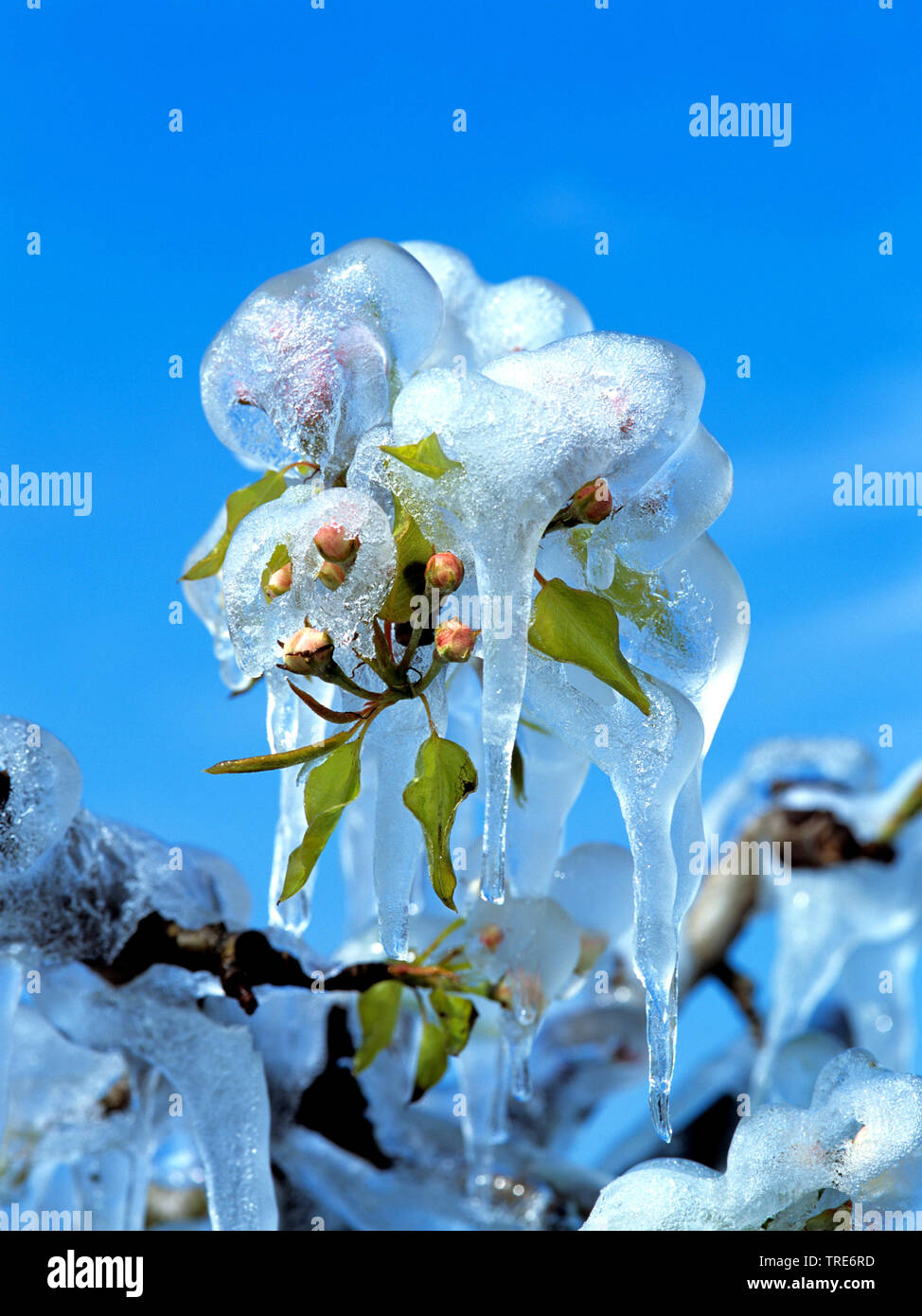apple tree (Malus domestica), flowers with ice, Germany Stock Photo