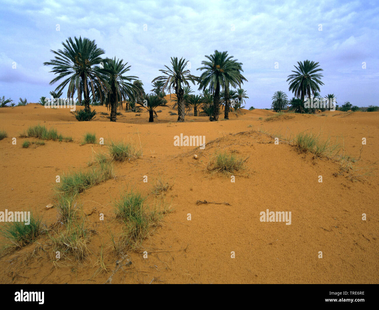 date palm (Phoenix dactylifera), oasis in sahara, Tunisia Stock Photo