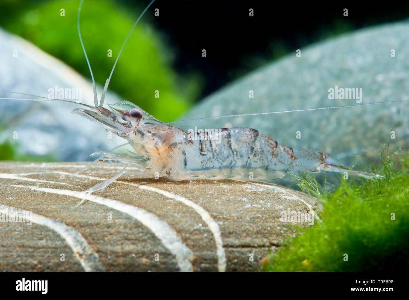 Snowflake Shrimp (Arachnochium mirabile), sitting on a stone, side view Stock Photo