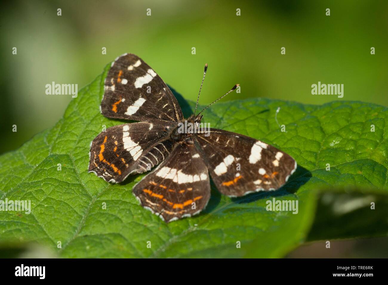 map butterfly, intermediate form (Araschnia levana f. porima), intermediate form, Germany Stock Photo