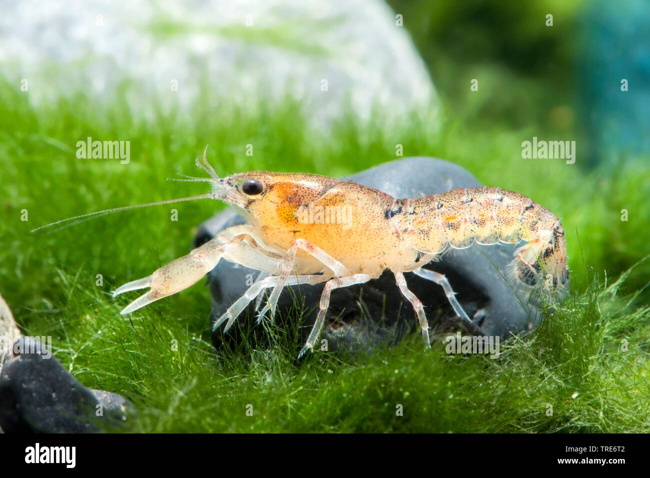 Dwarf Crayfish (Cambarellus diminutus), on algae, side view Stock Photo