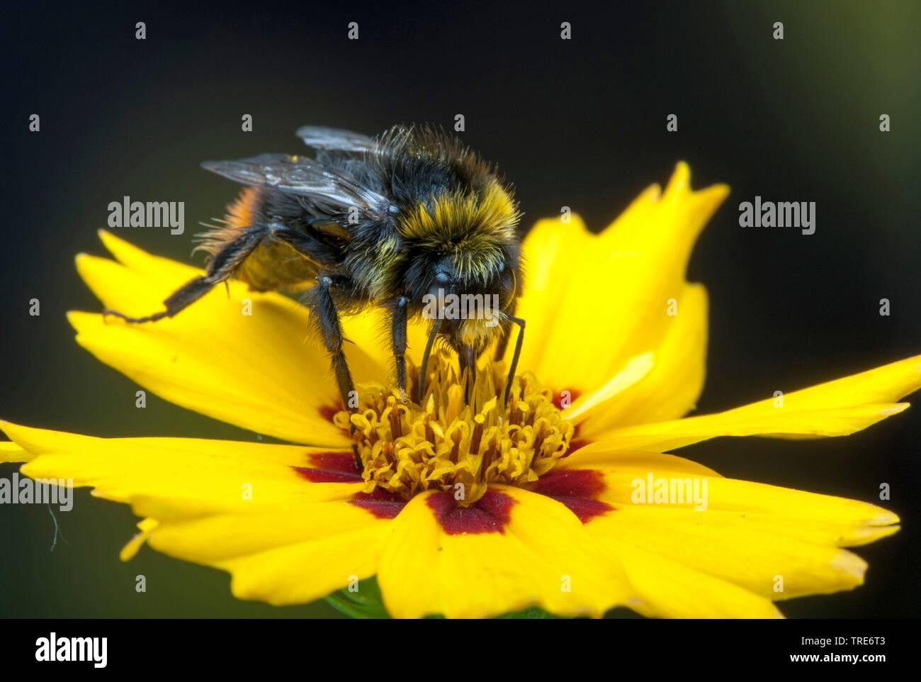 sucking nectar at Coreopsis, Germany Stock Photo