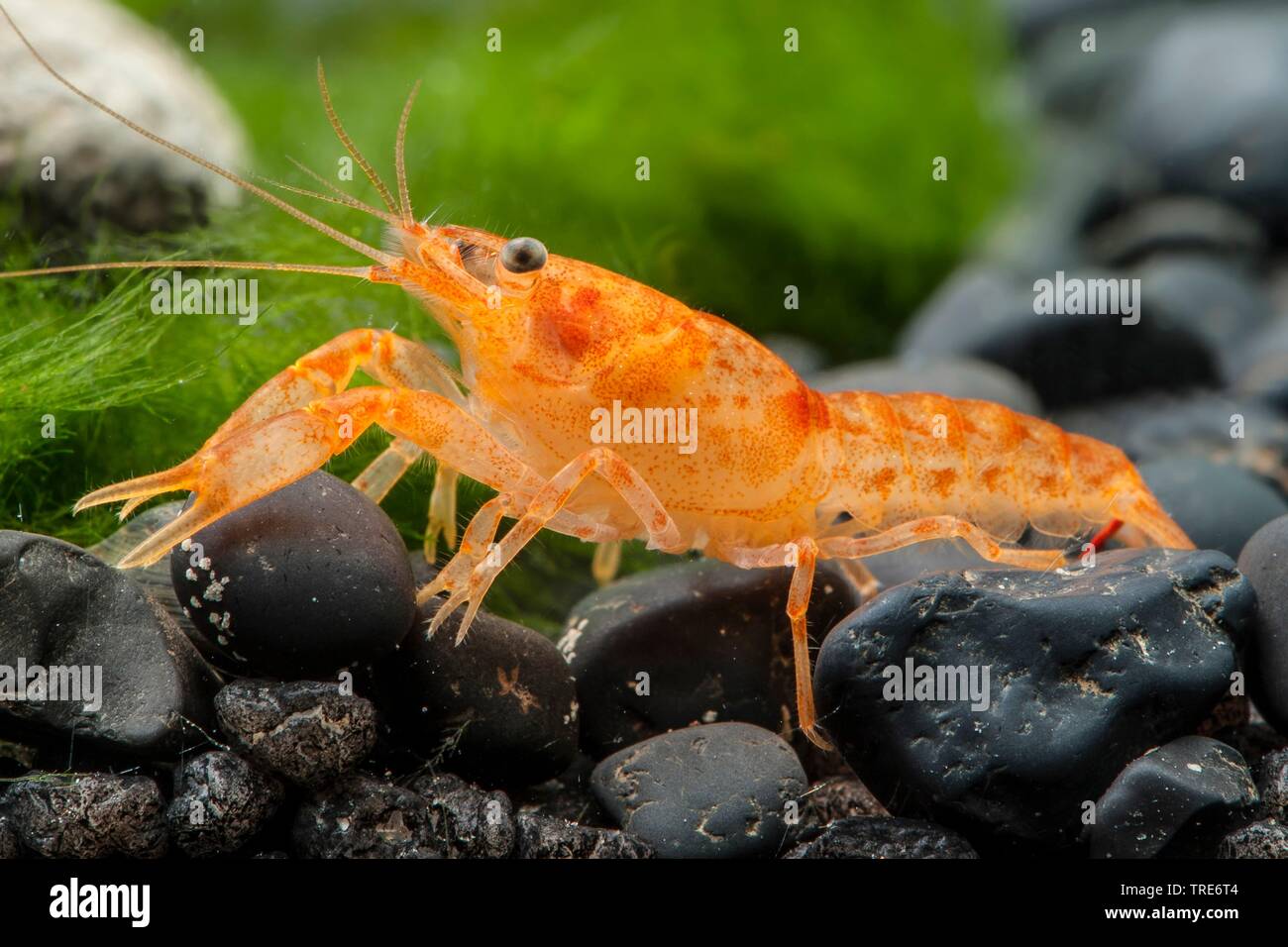 Orange Lobster (Cambarellus patzcuarensis), side view Stock Photo