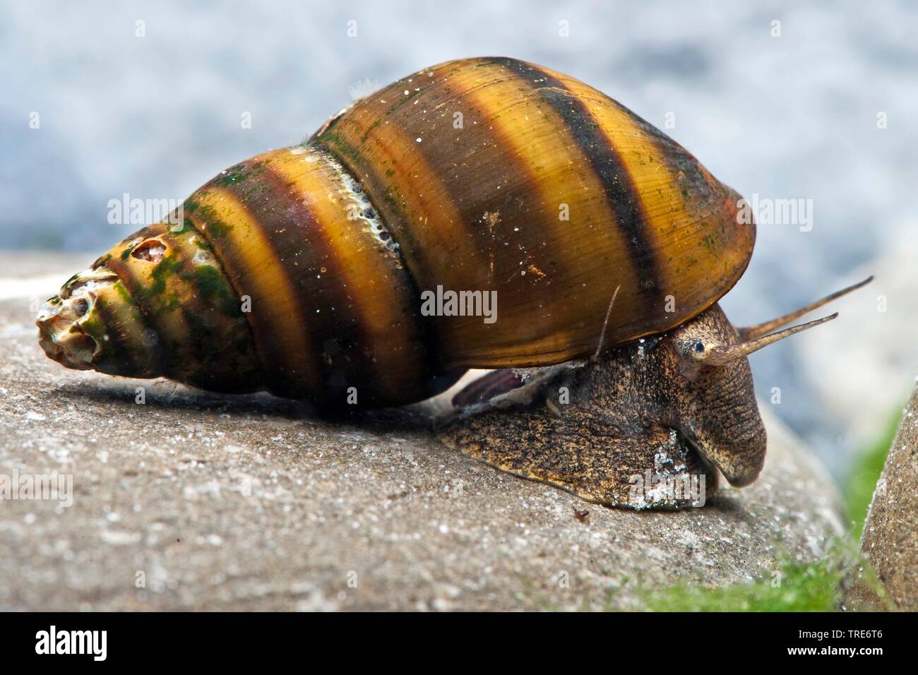 Screwdriver-snail (Brotia manningi), creeping Stock Photo