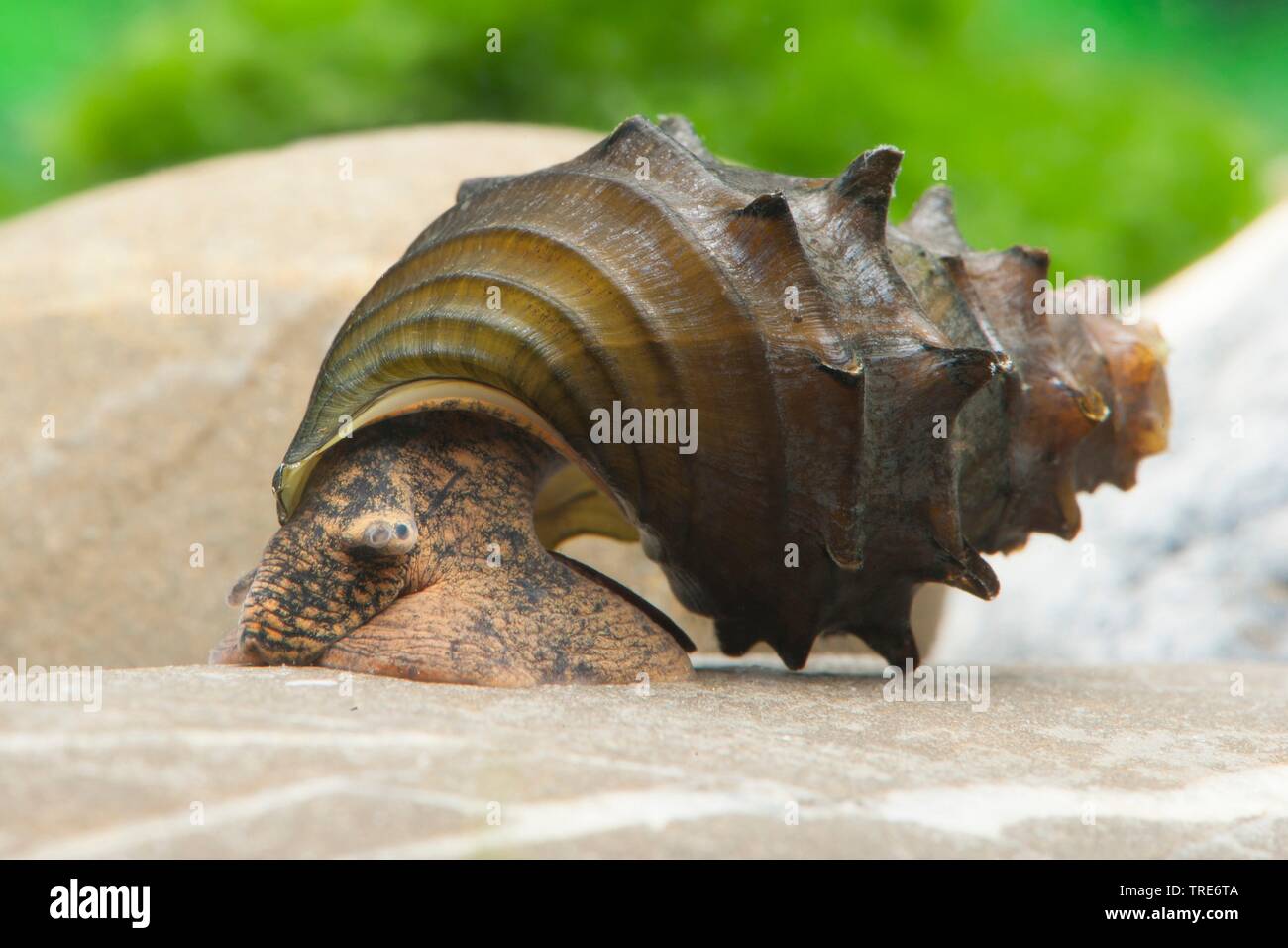 Armed Pagoda Snail (Brotia armata), creeping Stock Photo