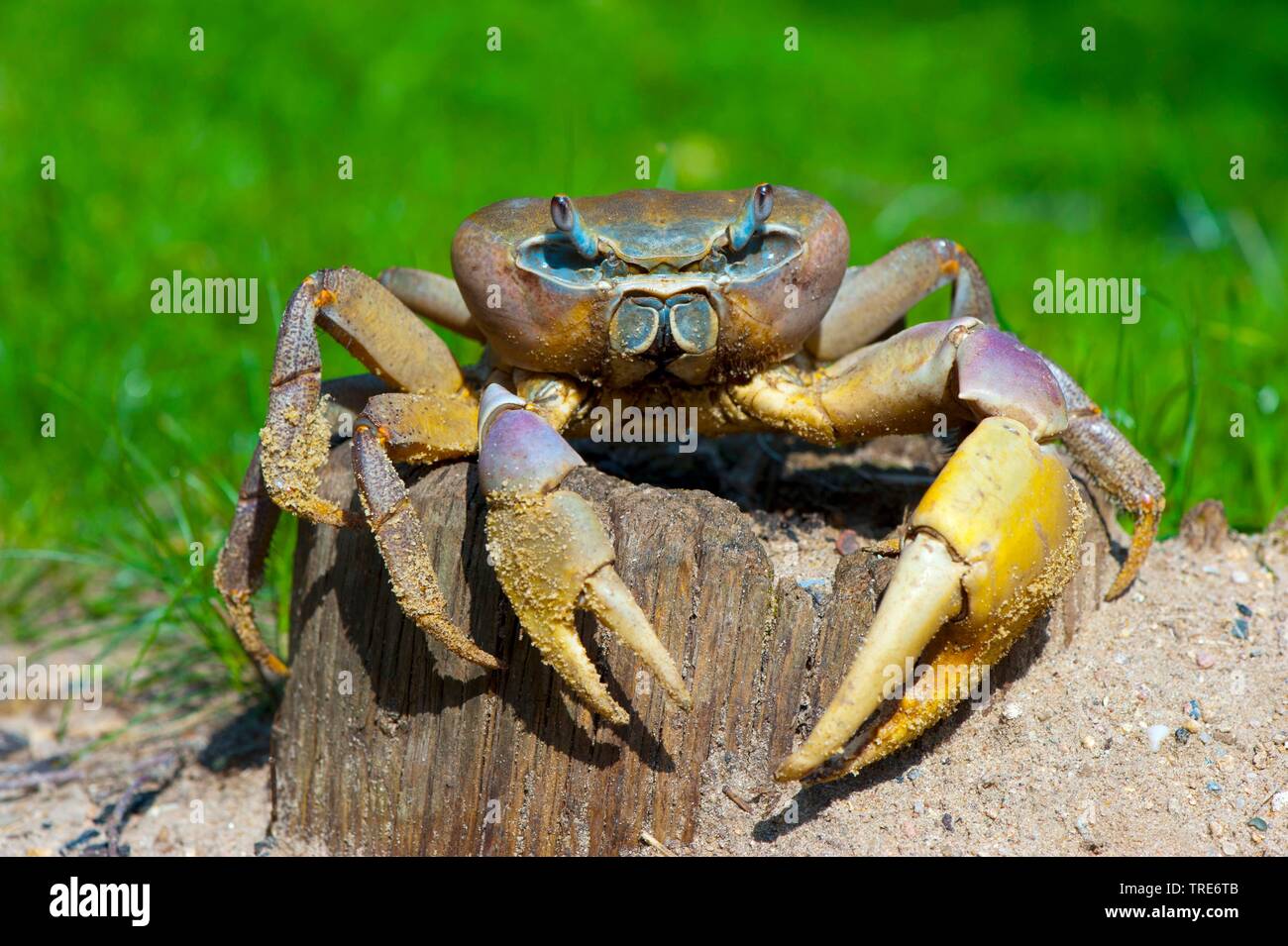 Blue Land crab (Cardisoma carnifex), on a wooden post Stock Photo