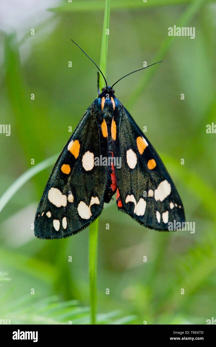 scarlet tiger (Callimorpha dominula, Panaxia dominula), sitting at a blade of grass, view from above, Germany Stock Photo