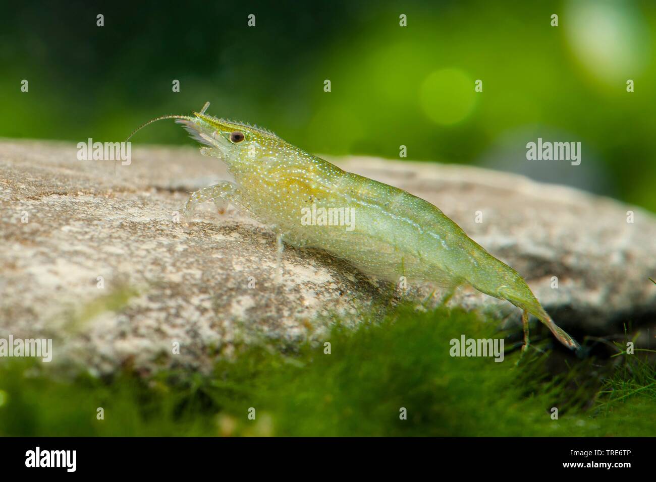 Green Dwarf Shrimp (Caridina cf. babaulti 'Green', Caridina cf. babaulti Green), side view Stock Photo