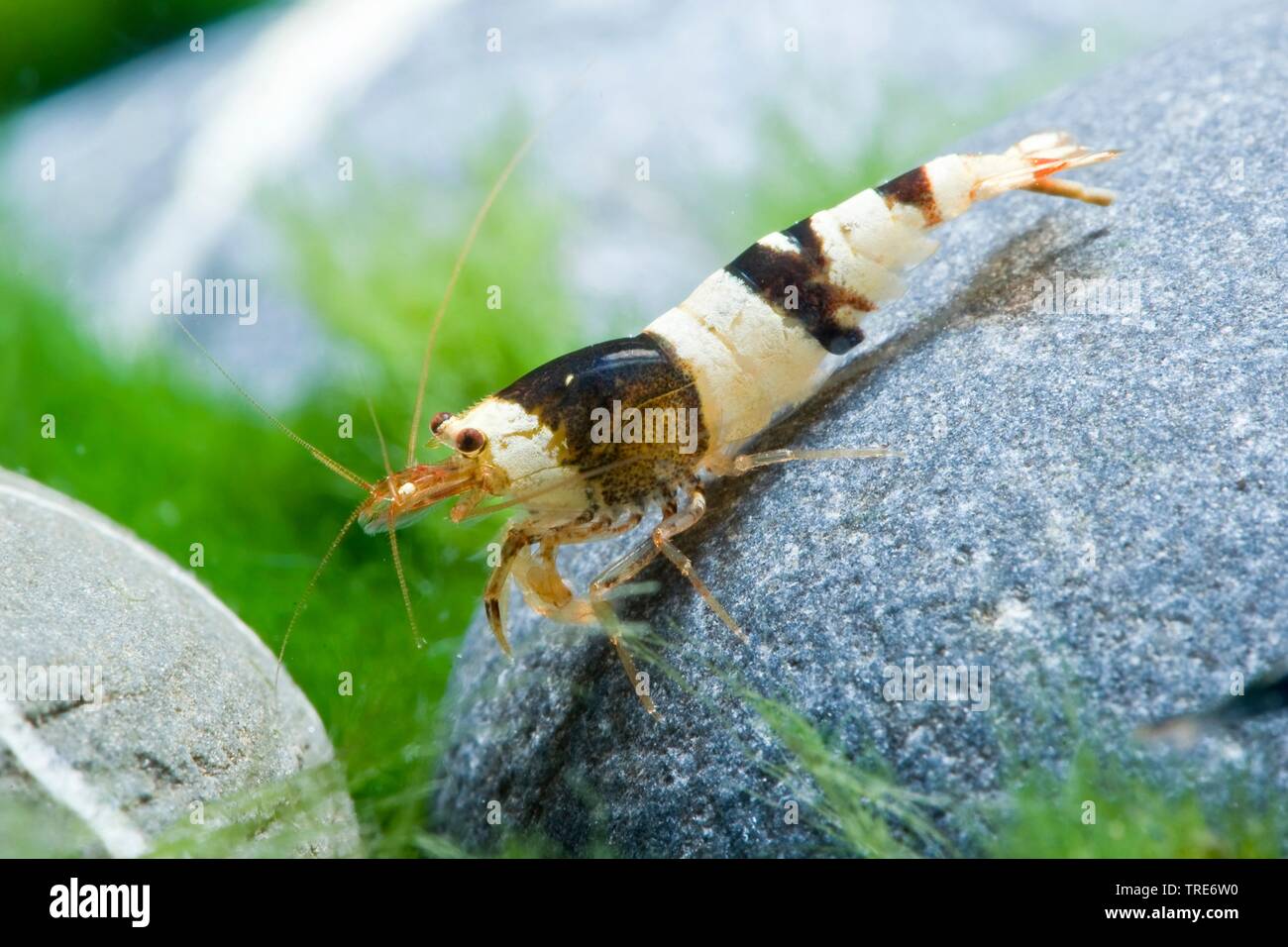 Black bee shrimp Taiwan Bee Panda, Black Panda Garnele, Black Panda Shrimp (Caridina logemanni 'Black Bee', Caridina logemanni Black Bee), breeding form Black Bee Stock Photo