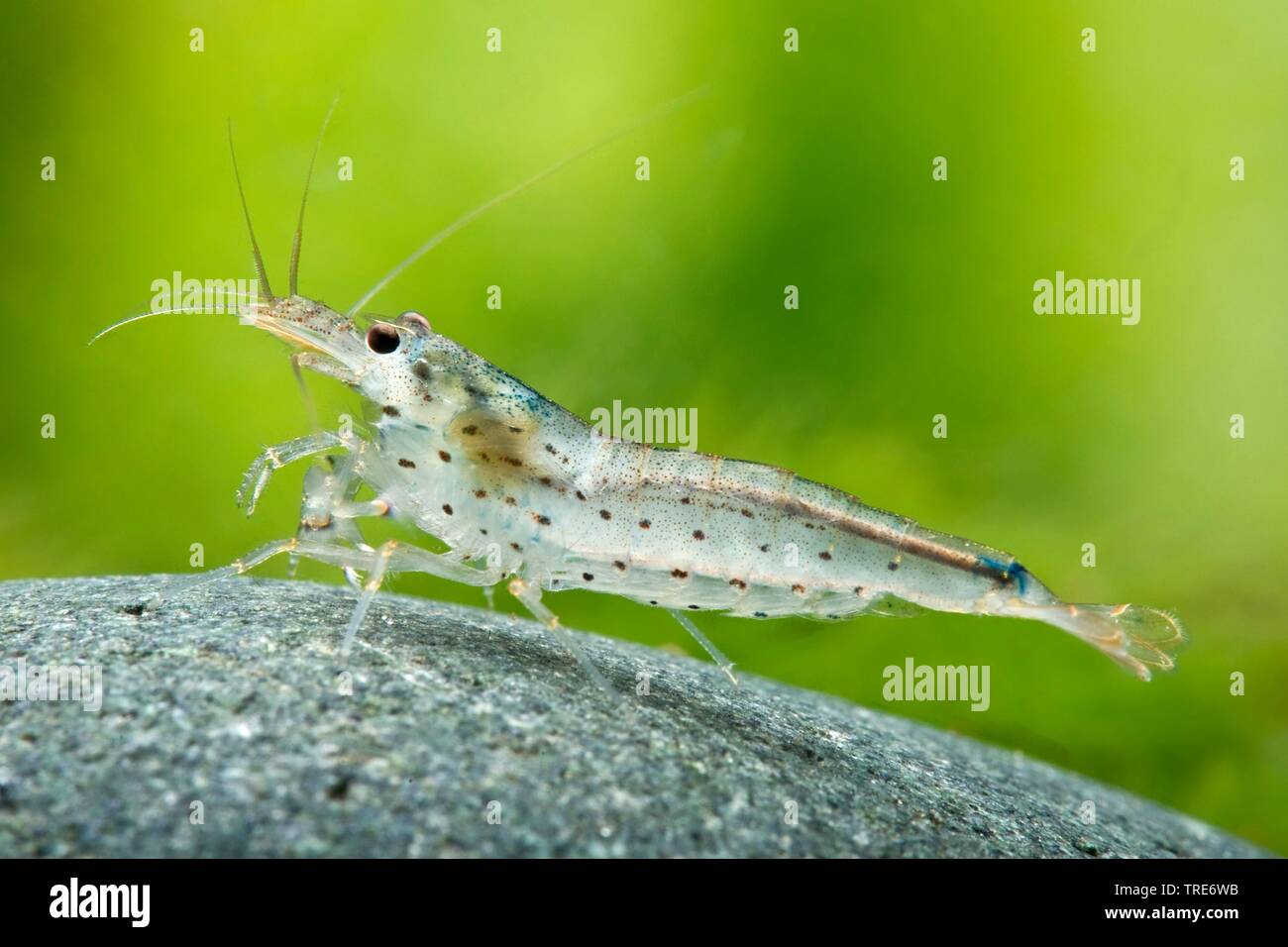 shrimp, algae eater, Amano shrimp (Caridina multidentata), side view, full-length portrait Stock Photo