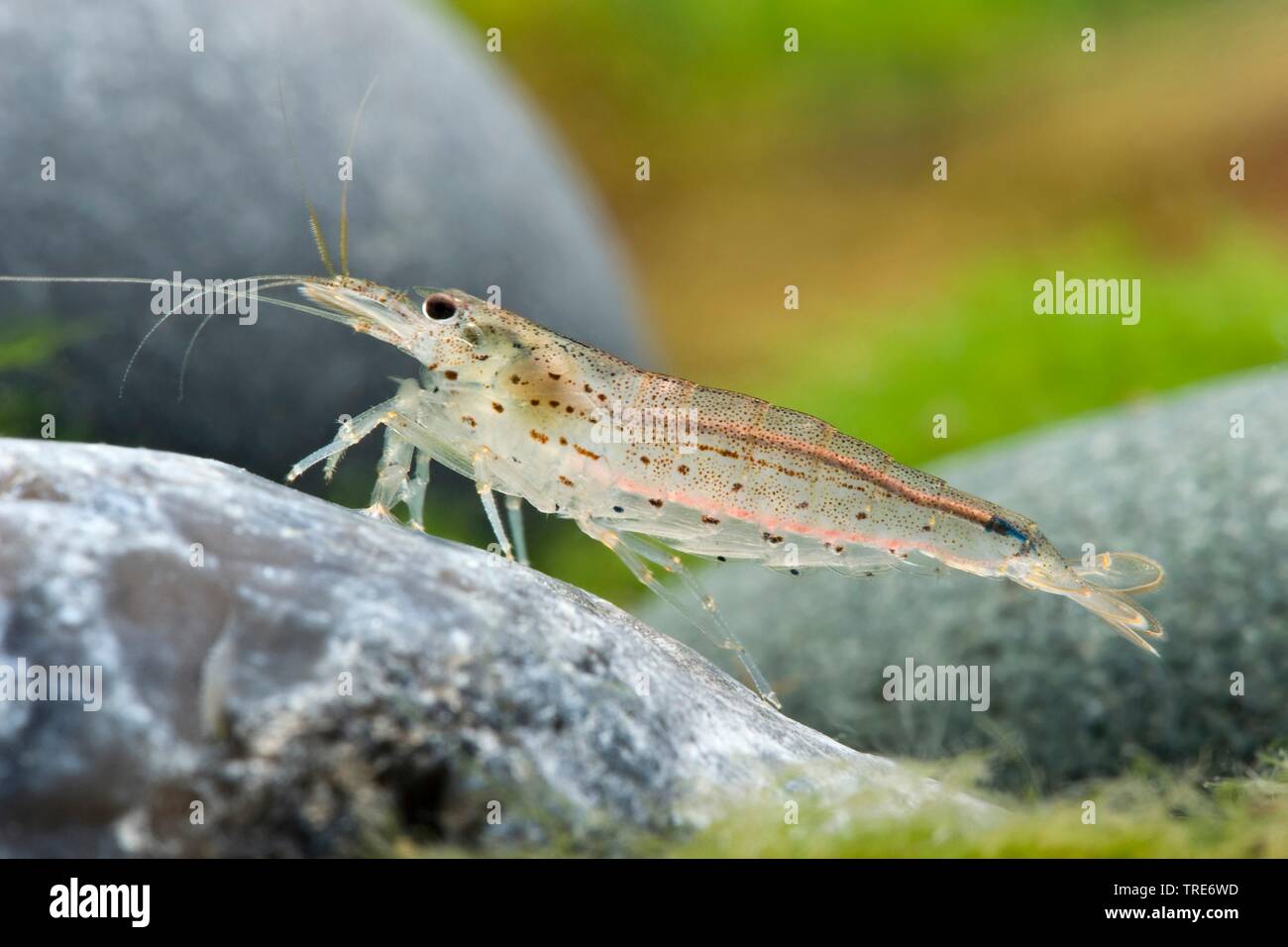 Amano Shrimp (Caridina multidentata), side view Stock Photo