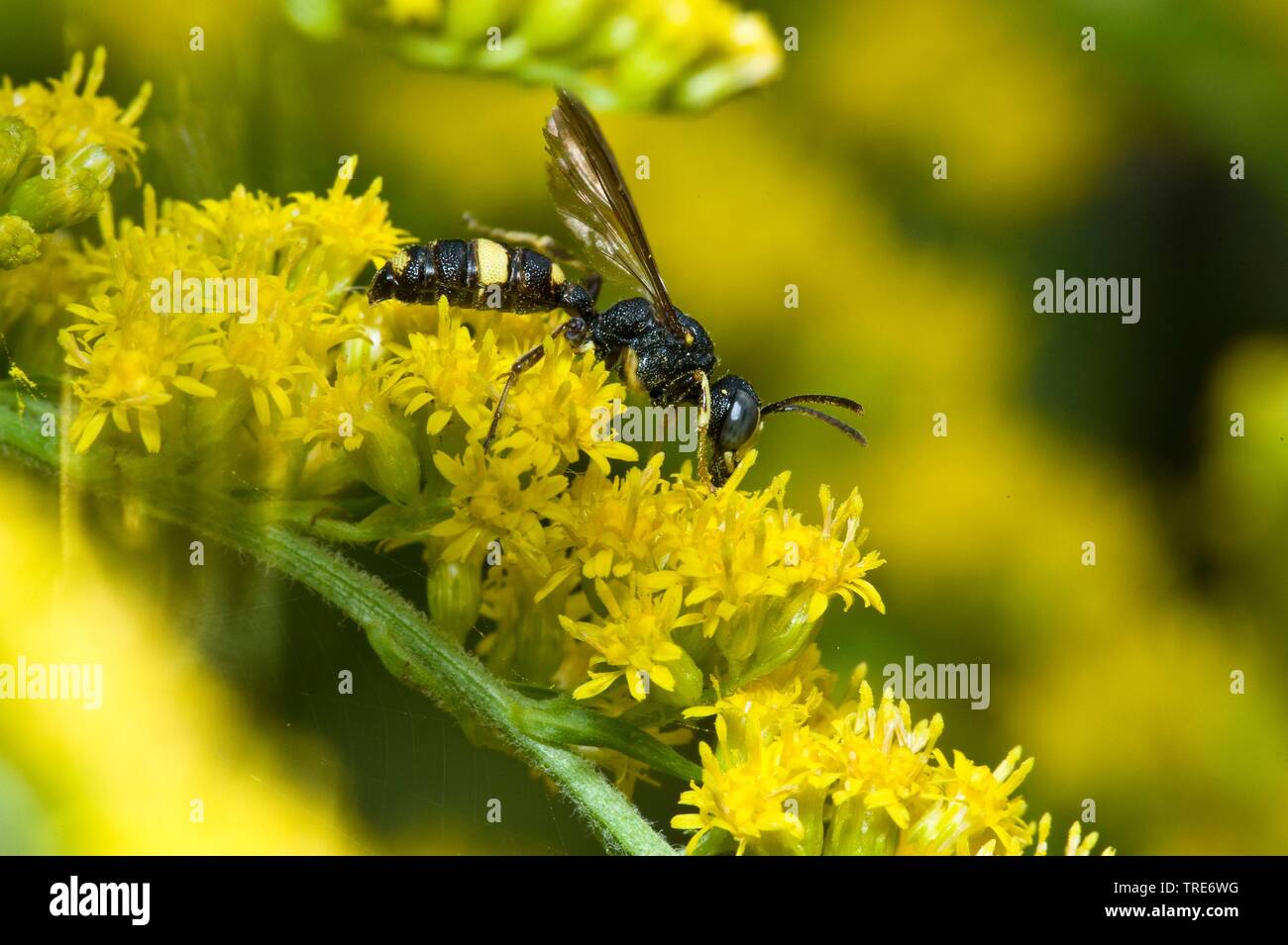 Garden Digger Wasp (Cerceris hortivaga), sitting on blooming Goldenrod, Germany Stock Photo