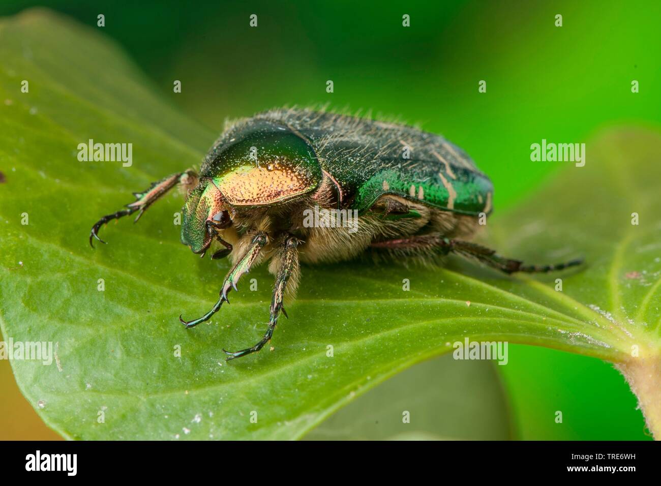 rose chafer (Cetonia aurata), on a leaf, Germany Stock Photo