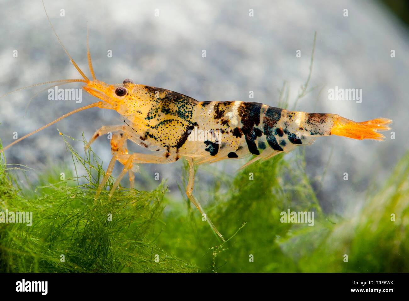 Tiger Dwarf Shrimp (Caridina mariae), side view Stock Photo