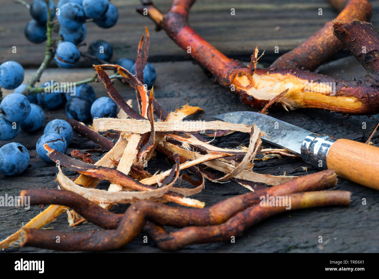 blackthorn, sloe (Prunus spinosa), collected sloe roots, fruits and