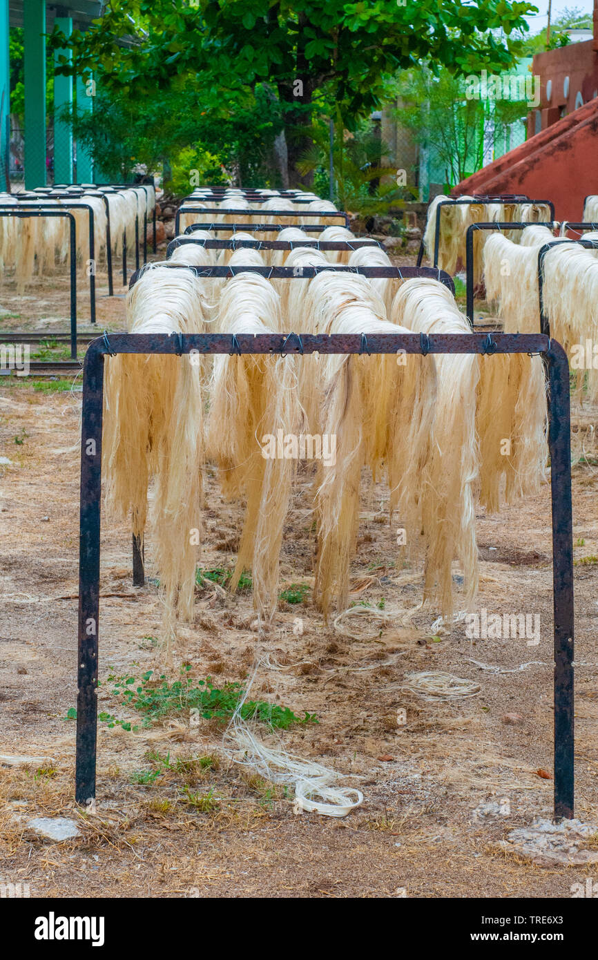 Agave plant fibers, left to dry in the sun, used to build ropes, taken from Tecoh, in the Yucatan peninsula Stock Photo